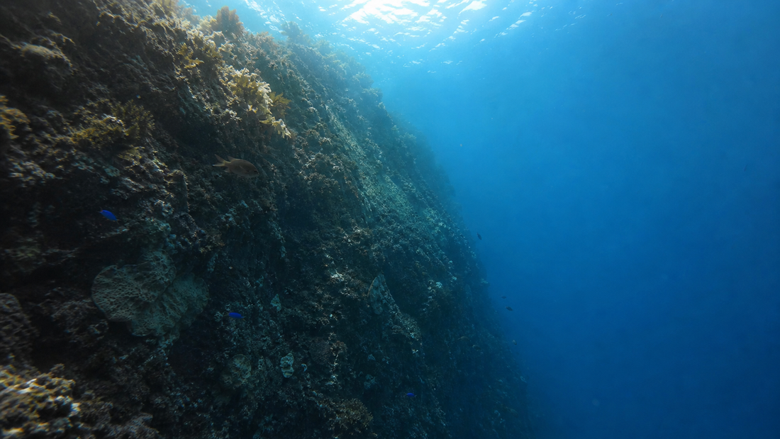 暖かい浅場から冷たい中深度岩礁へ続くニュージーランドの水中断面