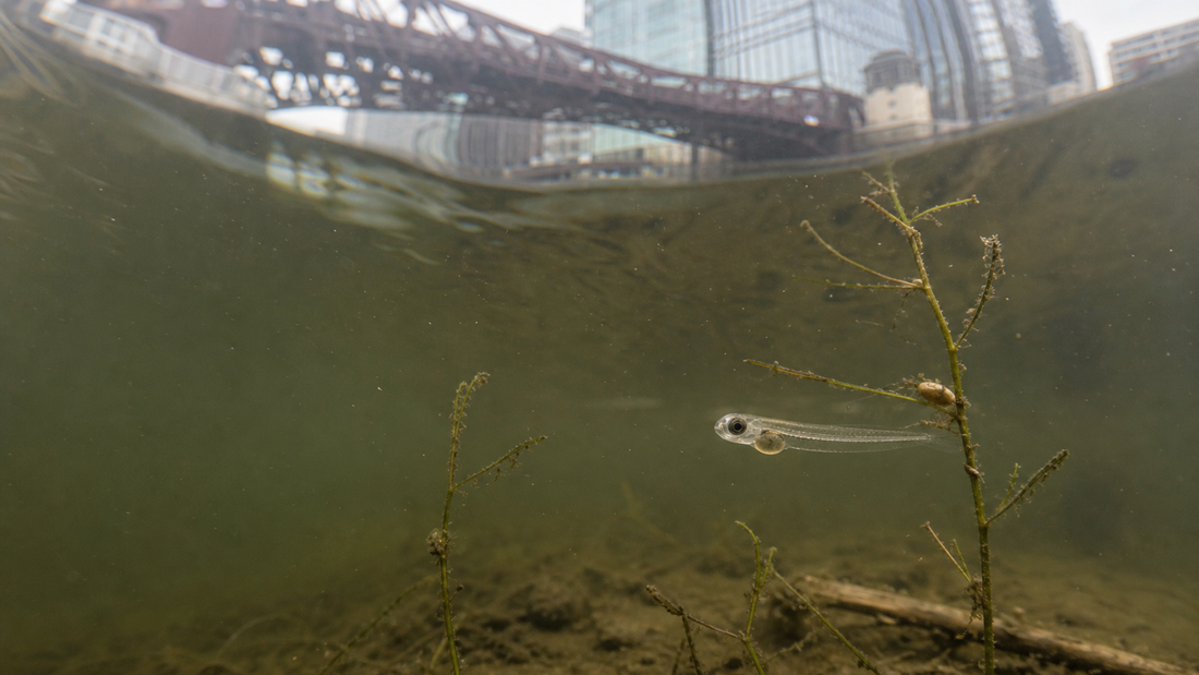 シカゴの橋と建物の下を流れる川で光に集まる小さな魚の仔魚