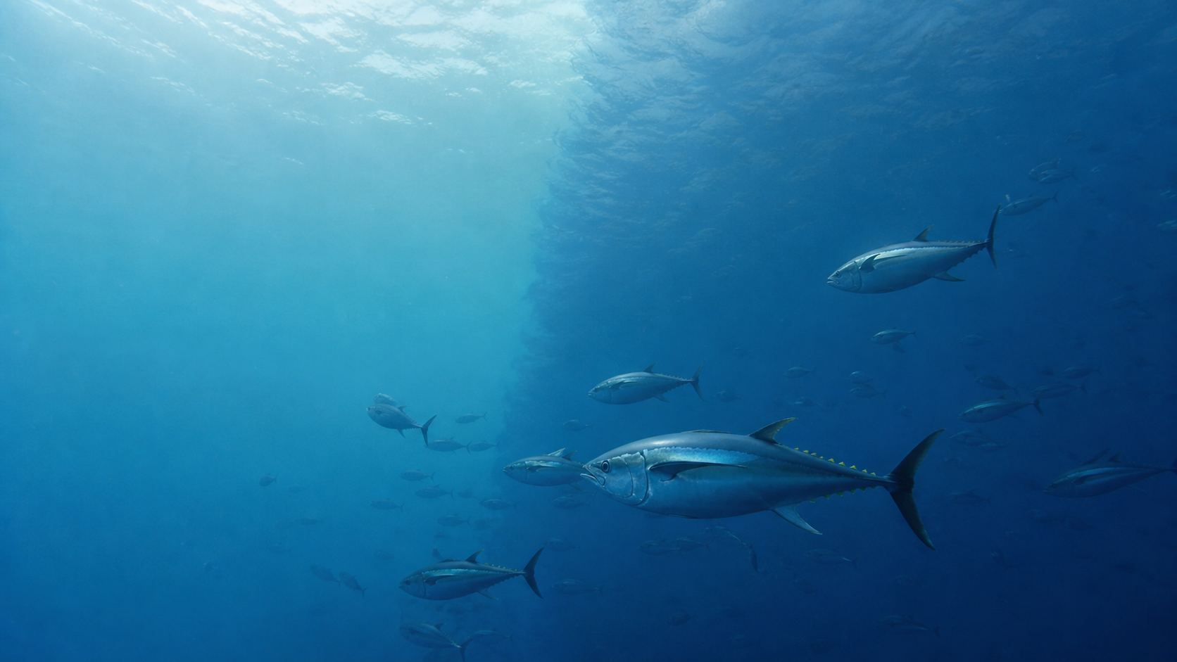 外洋を進む回遊魚群と海面上に抽象的な境界を思わせる光の帯