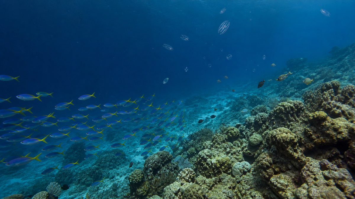 インド太平洋のサンゴ礁でゼラチン質プランクトンを追う大型の礁魚群