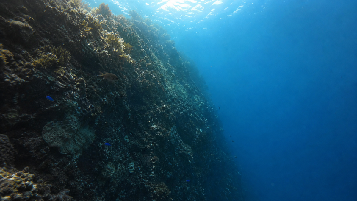 暖かい浅場から冷たい中深度岩礁へ続くニュージーランドの水中断面