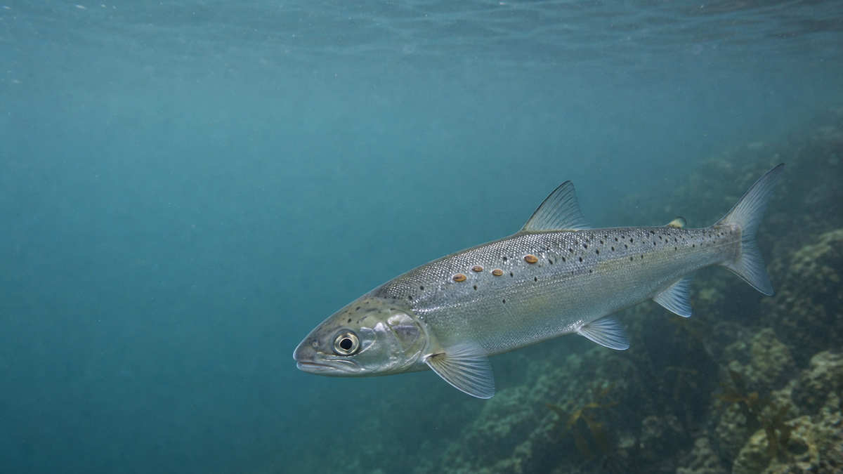 ノルウェーのフィヨルド入口を泳ぐ若いタイセイヨウサケと小さなサケジラミの自然史描写